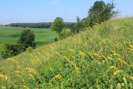 Kunderberg: Gewone agrimonie (Agrimonia eupatoria)